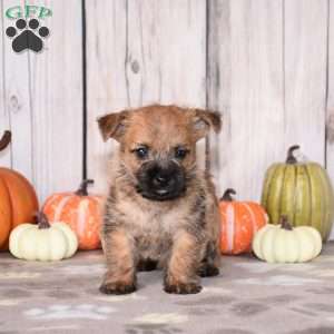 Nellie, Cairn Terrier Puppy
